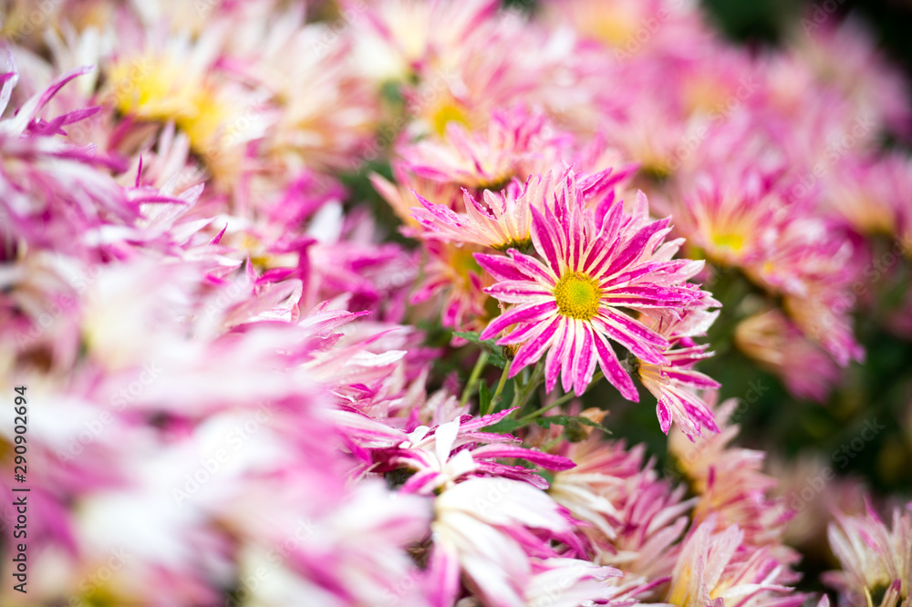 Obraz premium Beautiful Chrysanthemums in garden. Flowers as background picture. Chrysanthemum wallpaper. Japanese style. Autumn garden of chrysanthemums.