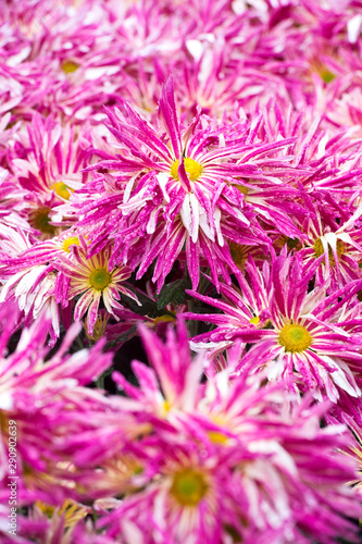 Beautiful Chrysanthemums in garden. Flowers as background picture. Chrysanthemum wallpaper. Japanese style. Autumn garden of chrysanthemums.