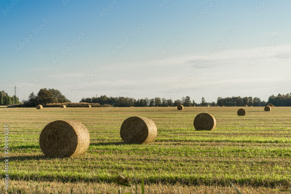 Hay rolls on the farming land. Field full of huge rolls waiting to be removed. Food for farm animals during long winter period in Nordic country Estonia. Green and yellow bright colors early morning.