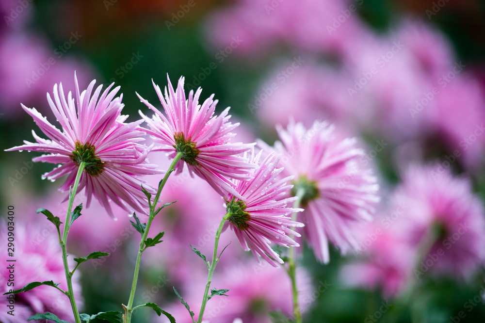 Beautiful Chrysanthemums in garden. Flowers as background picture. Chrysanthemum wallpaper. Japanese style. Autumn garden of chrysanthemums. Beautiful Chrysanthemums in garden. Flowers as background picture. Chrysanthemum wallpaper. Japanese style. Autumn garden of chrysanthemums.