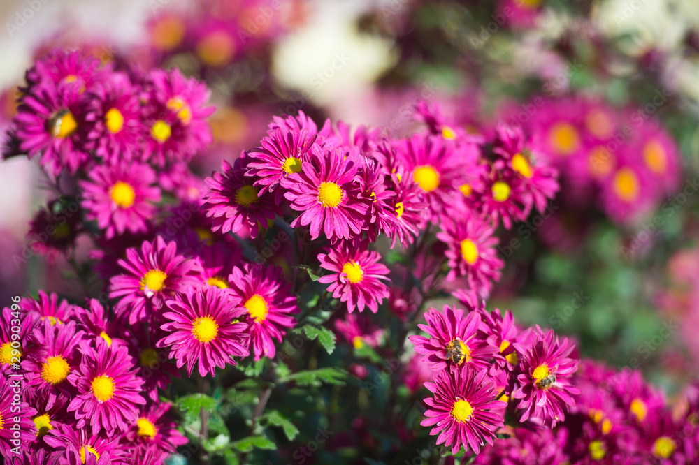 Beautiful Chrysanthemums in garden. Flowers as background picture. Chrysanthemum wallpaper. Japanese style. Autumn garden of chrysanthemums. Beautiful Chrysanthemums in garden. Flowers as background picture. Chrysanthemum wallpaper. Japanese style. Autumn garden of chrysanthemums.