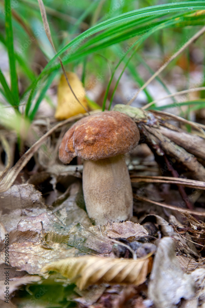 Boletus mushroom in the wild. Porcini mushroom grows on the forest floor at autumn season.. Boletus mushroom in the wild. Porcini mushroom grows on the forest floor at autumn season..