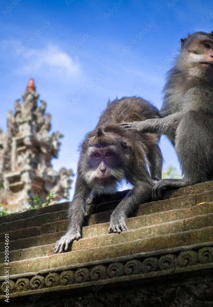 Monkeys on a temple roof in the Monkey Forest, Ubud, Bali, Indonesia