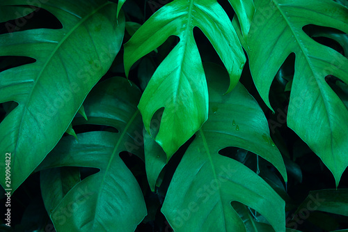 Creative tropical green leaves layout. Nature spring concept.