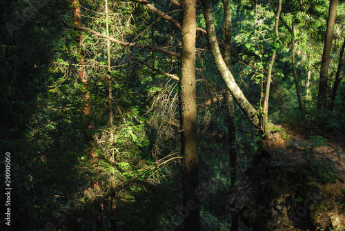 trees in the forest