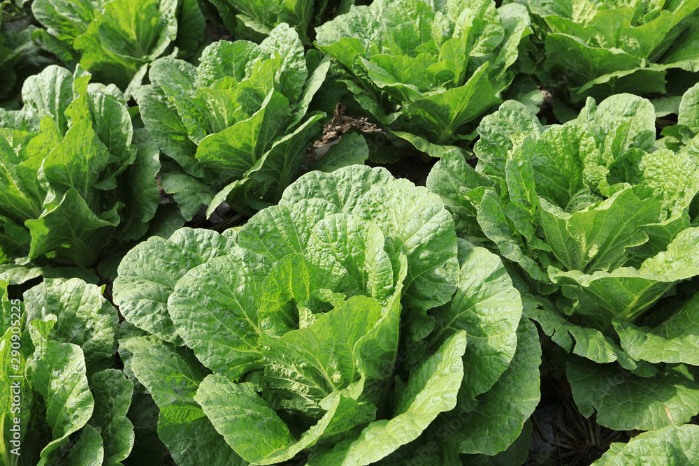 Chinese cabbage crops in growth at field Chinese cabbage crops in growth at field