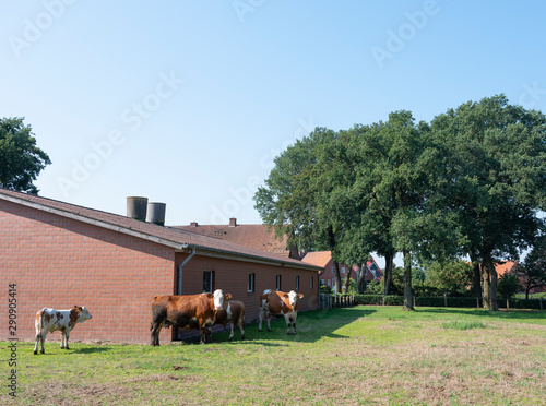 cows near typical red brick farm between Lingen and Rheine in lower saxony