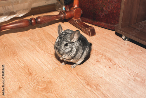 Grey chinchilla is sitting on the floor. Cute fluffy pet eating apple.