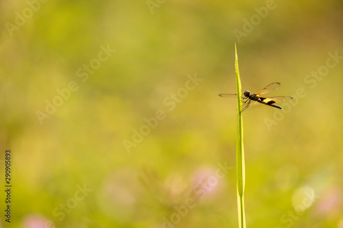 A Close-up image of a dragonfly hanging on the grass in the morning of summer. © nakhonthesis