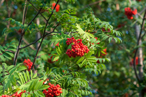 Rowan branches with bunches of red ripe berries. Close-up on a background of green leaves.