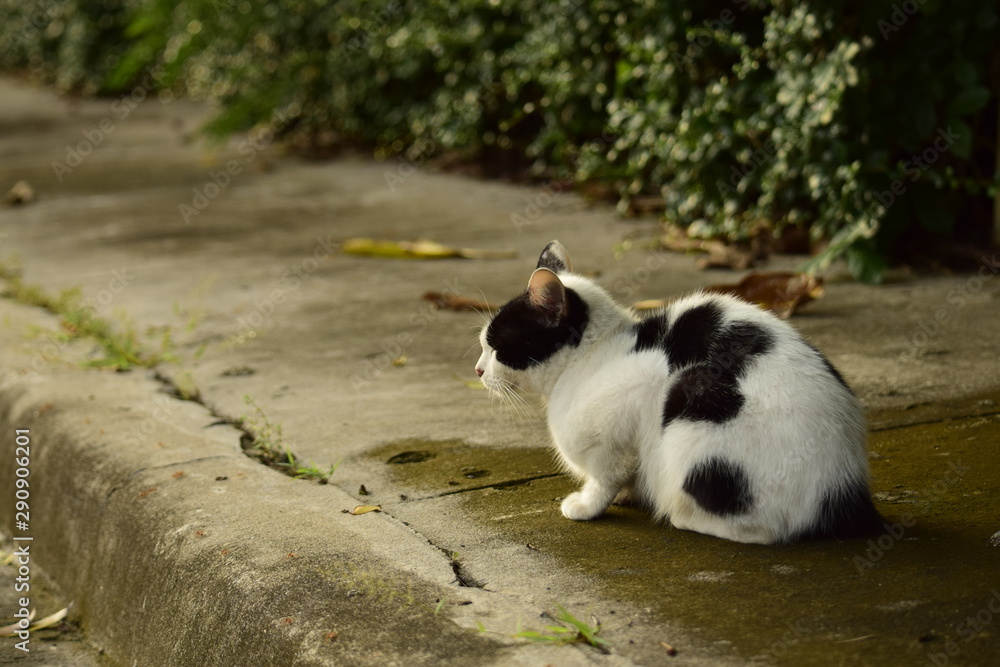 Black and white cat resting on pavement
