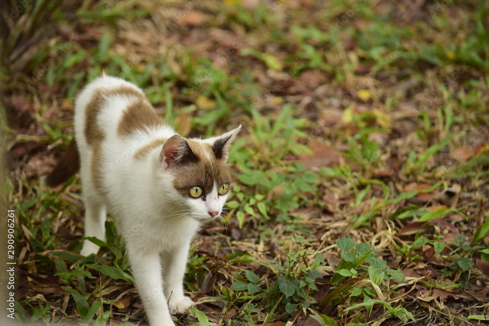 White kitten with brown mask patch on the head White kitten with brown mask patch on the head