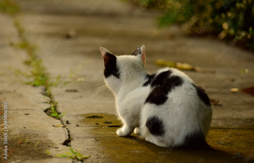 Black and white cat sitting, relaxing on pavement in the afternoon Black and white cat sitting, relaxing on pavement in the afternoon