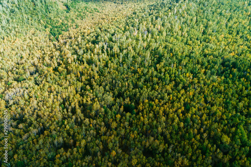 Aerial drone view of autumn forest landscape