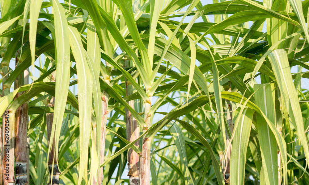 Sugarcane plants grow in field Sugarcane plants grow in field