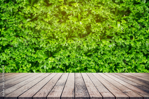Old wood plank with abstract natural green leaves background for product display