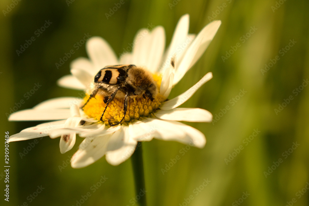 beetle on Daisy beetle on Daisy
