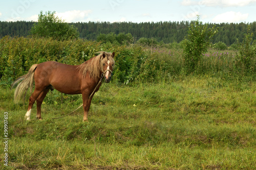 red horse grazing in a field