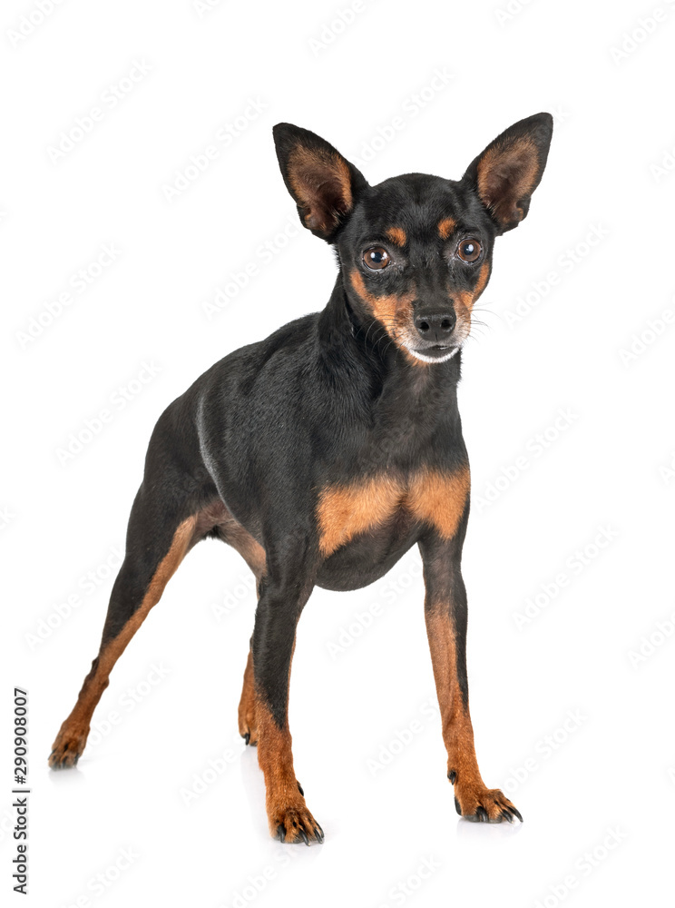 miniature pinscher in studio miniature pinscher in studio