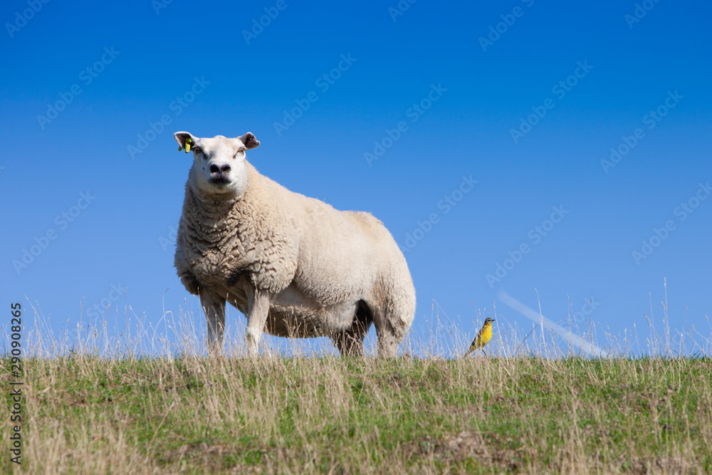 Obraz premium sheep on grassy dyke and small yellow bird in dutch province of groningen