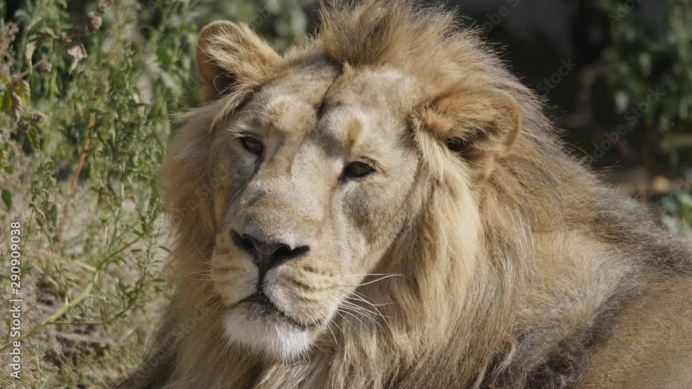 Portrait lion basking in the warm sun after dinner. Portrait lion basking in the warm sun after dinner.