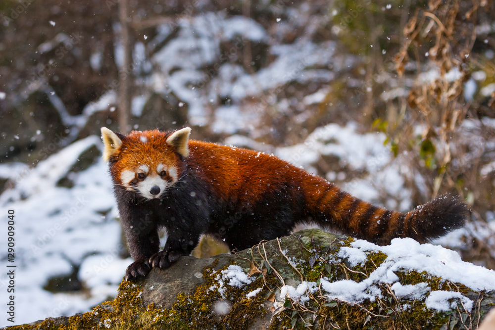 Ταπετσαρία Red panda (Ailurus fulgens), also called lesser panda, red bear-cat, and red cat
