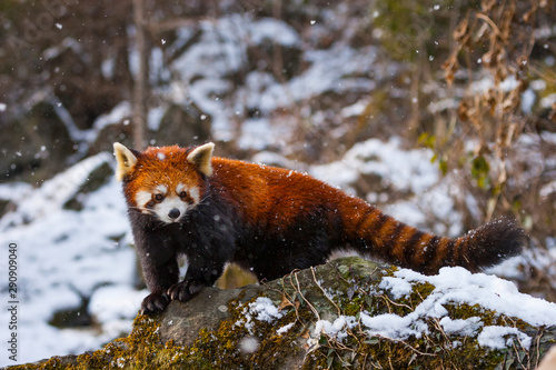 Red panda (Ailurus fulgens), also called lesser panda, red bear-cat, and red cat-bear