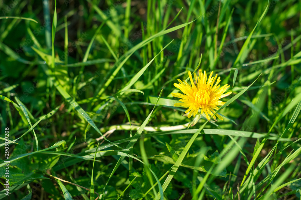 Background with Green grass and dandelion flower on morning sun rays Background with Green grass and dandelion flower on morning sun rays