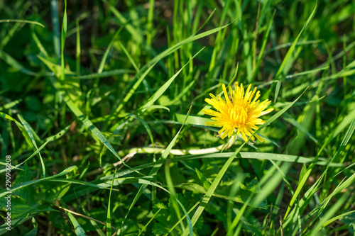 Background with Green grass and dandelion flower on morning sun rays