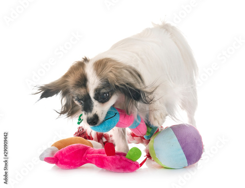 phalene papillon dog photo