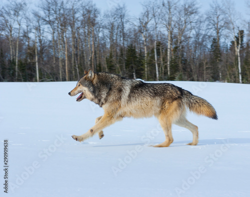 Gray wolf or grey wolf (Canis lupus) © JUAN CARLOS MUNOZ