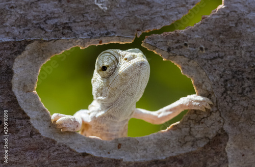 chameleon in tree