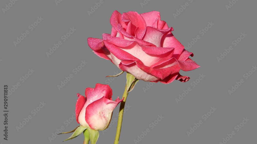 two pink roses with dew drops on gray background two pink roses with dew drops on gray background