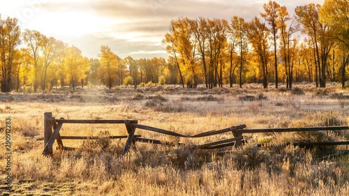 An autumn landscape scene in Jackson Hole, Wyoming, including an old style buck and rail wooden ranch fence and backlit cottonwood trees.