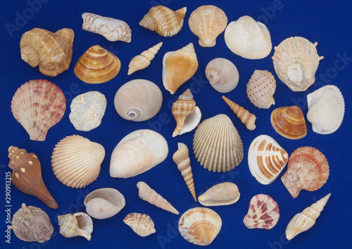 Seashells collection on blue background