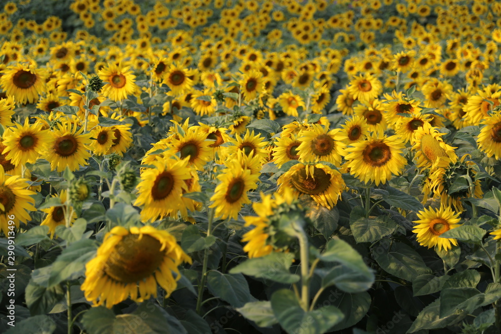 Sunflower in flower filed. Fresh and blossom sunflower, yelllow bright fetal in nature. Sunflower in flower filed. Fresh and blossom sunflower, yelllow bright fetal in nature.