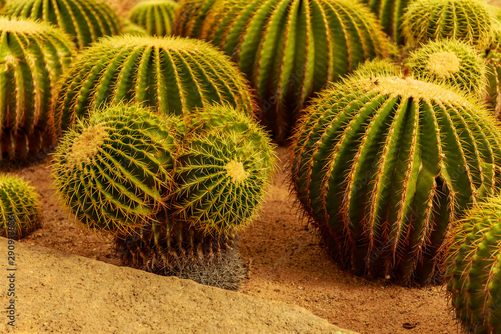 Cactus in the tropical deserts of North America close up.