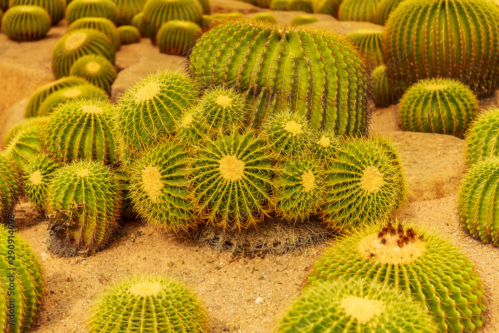 Cactus in the tropical deserts of North America close up. Cactus in the tropical deserts of North America close up.