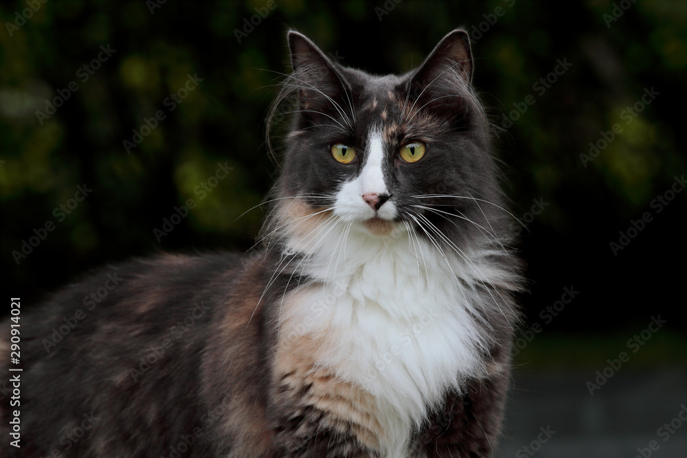 Portrait of a curious norwegian forest cat female with alert expression