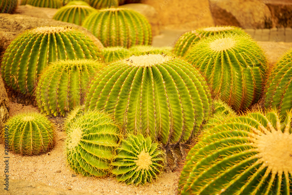 Cactus in the tropical deserts of North America close up. Cactus in the tropical deserts of North America close up.