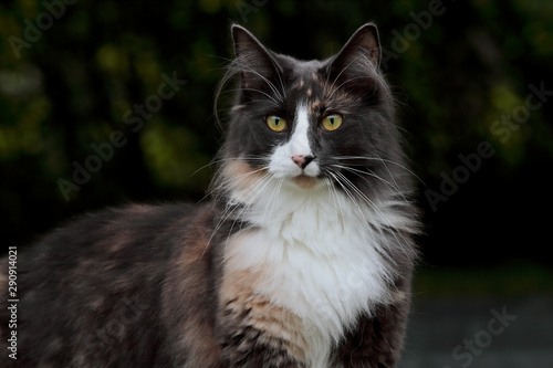 Portrait of a curious norwegian forest cat female with alert expression