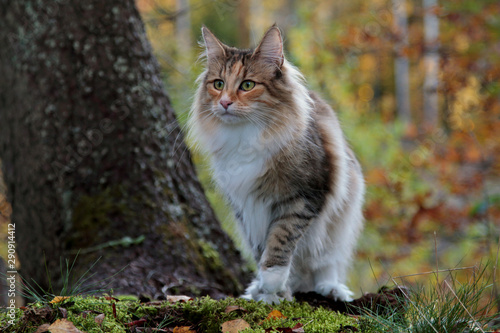 Beautiful Norwegian forest cat female standing under a big spruce tree in autumn