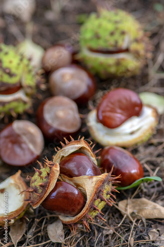 Aesculus hippocastanum, brown horse chestnuts, conker tree ripened fruits on the ground