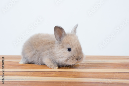 Young baby rabbits, fluffy cute adorable small Netherlands' dwarfs rabbit on wooden table or floor on white wall as background. Furry famous pet