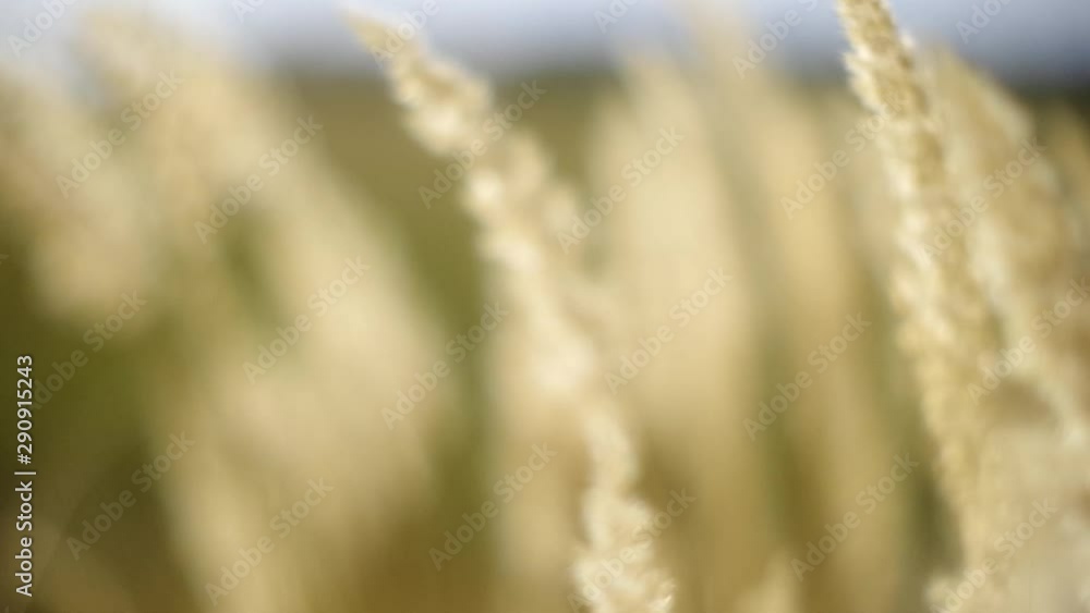 fluffy plants in the wind with bokeh fluffy plants in the wind with bokeh