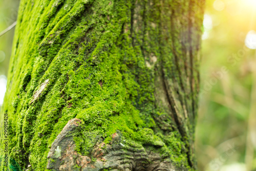 Tree with moss on roots in a green forest or moss on tree trunk. Tree bark with green moss.