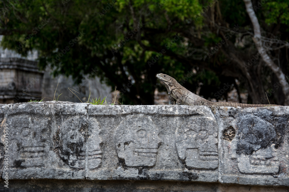 iguana in a temple in mexico