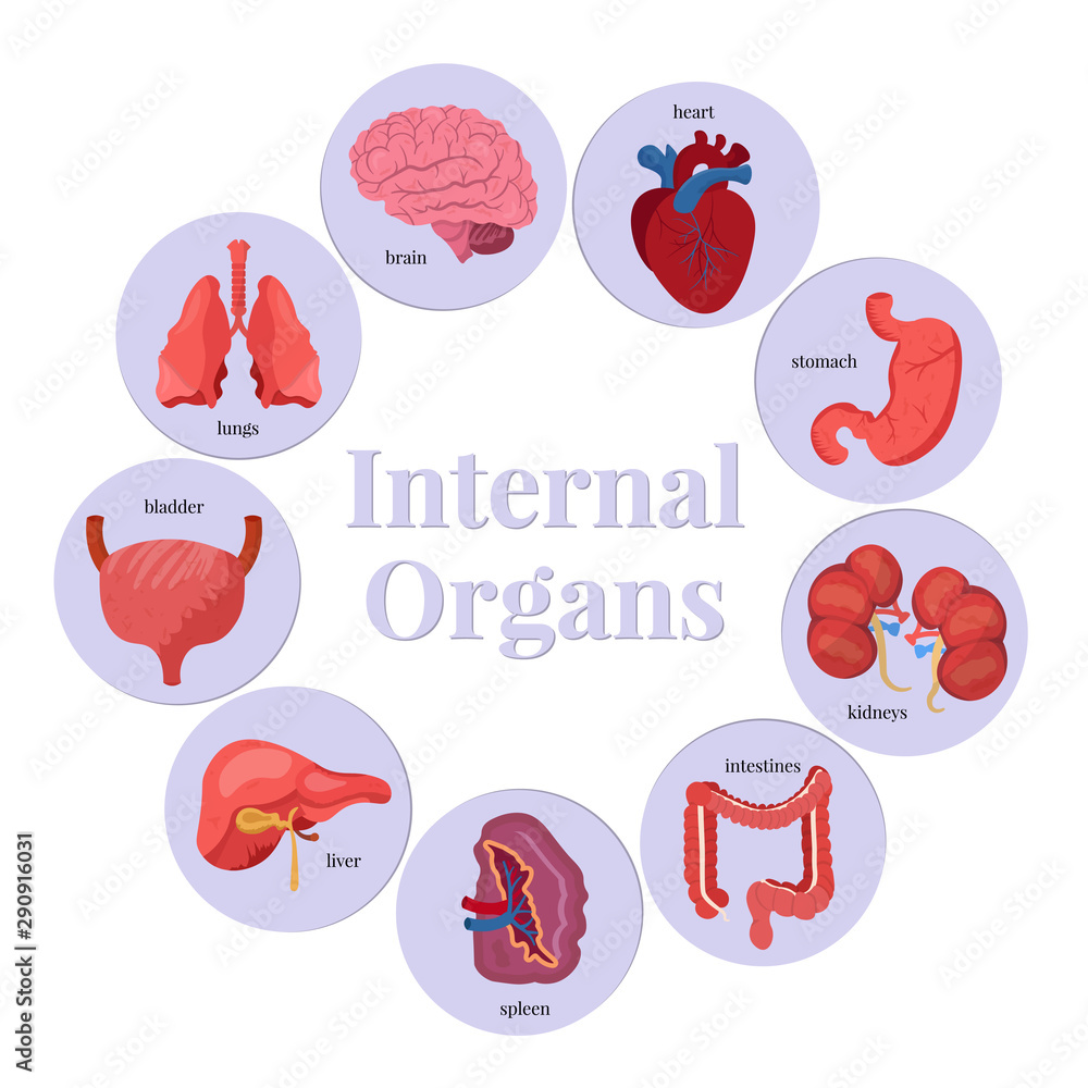 Internal organs flat vector illustrations set