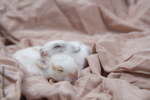 Baby beautiful bunny sleeping on blanket. Adorable newborn rabbit taking a nap. Young pet rabbit. © soultkd