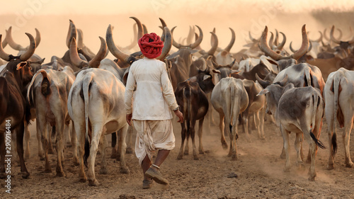 Rabari herder in a rural village in the district of Kutch, Gujarat. The Kutch region is well known for its tribal life and traditional culture. photo